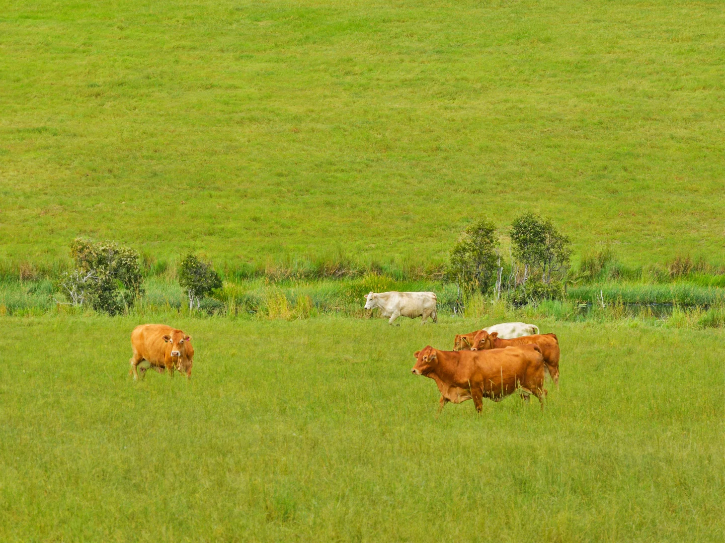 Additional image 9 of 1600 Anderleigh Road, Anderleigh QLD 4570