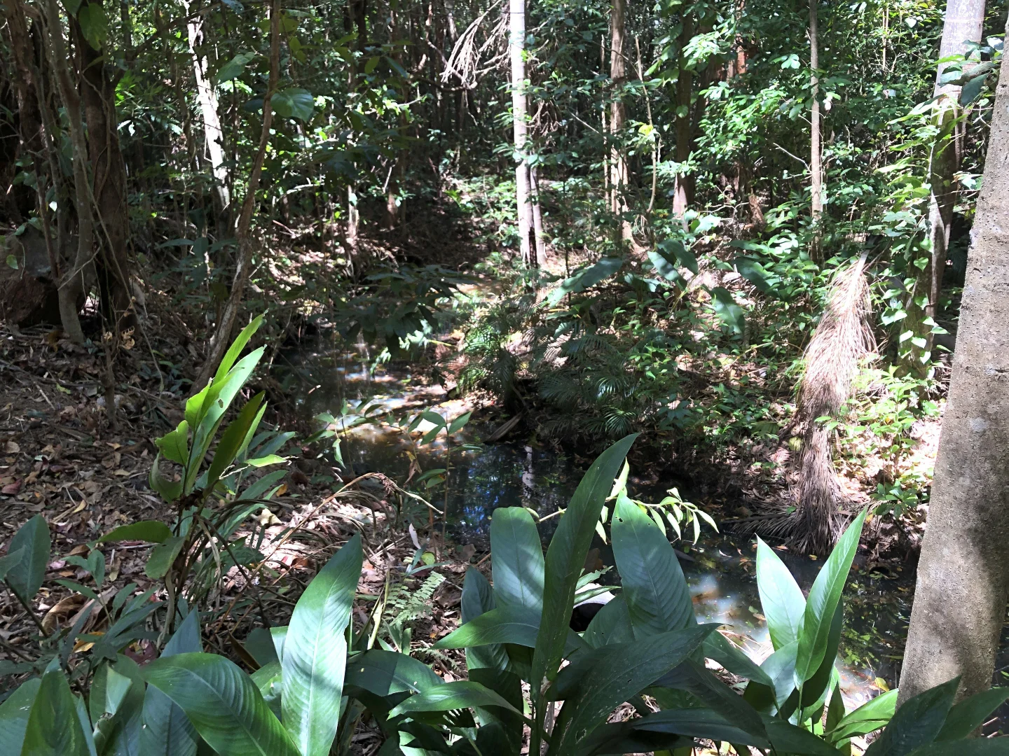 Additional image 52 of 34 Savage St, Cooktown QLD 4895