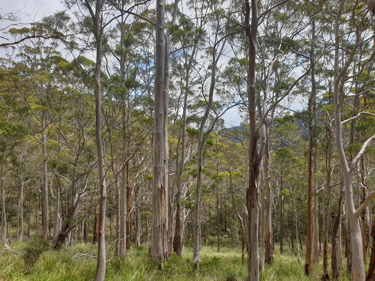 Additional image 14 of 10 Cross Road, Nicholls Rivulet TAS 7112