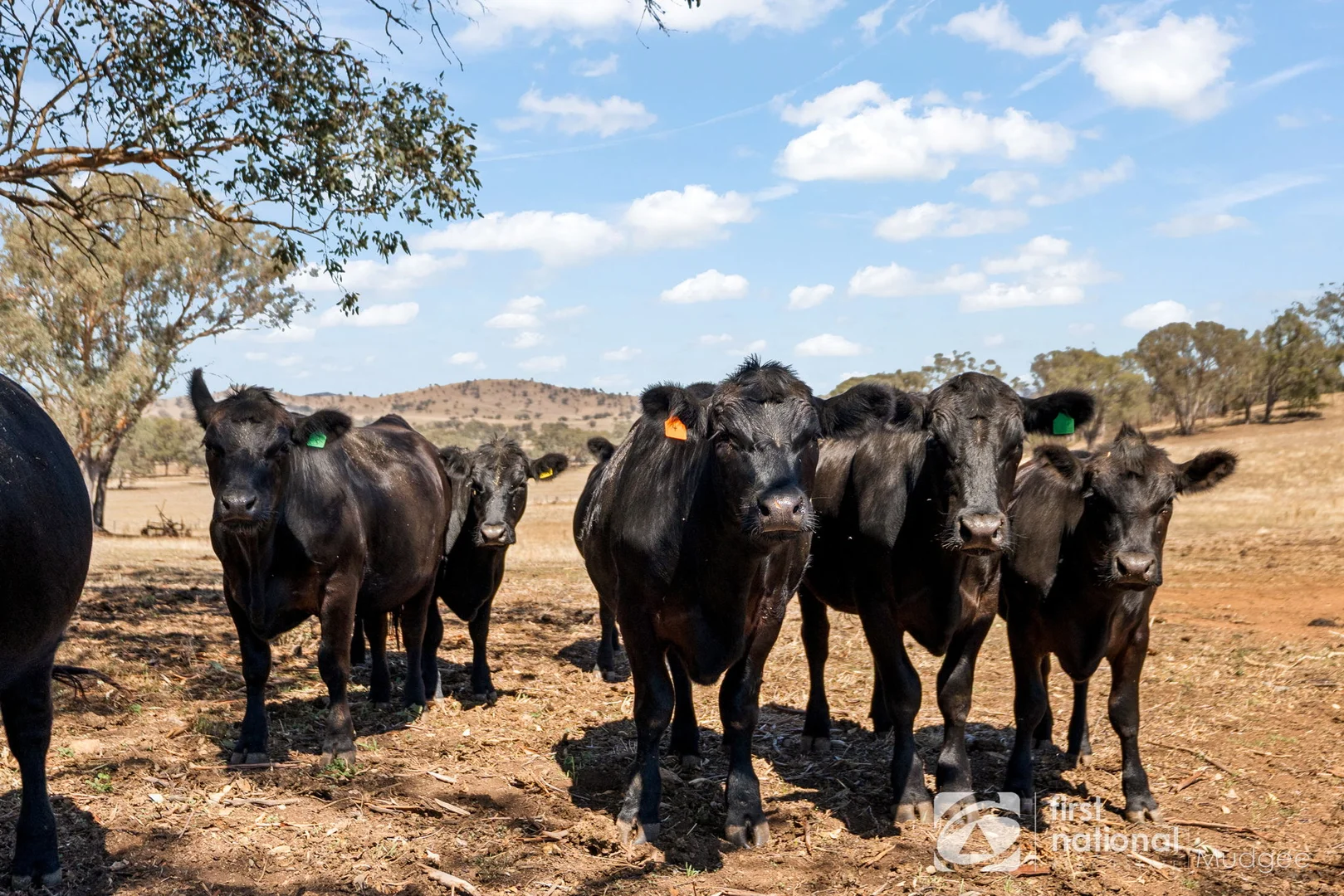 Additional image 20 of 76 Springfield Lane, Mudgee NSW 2850