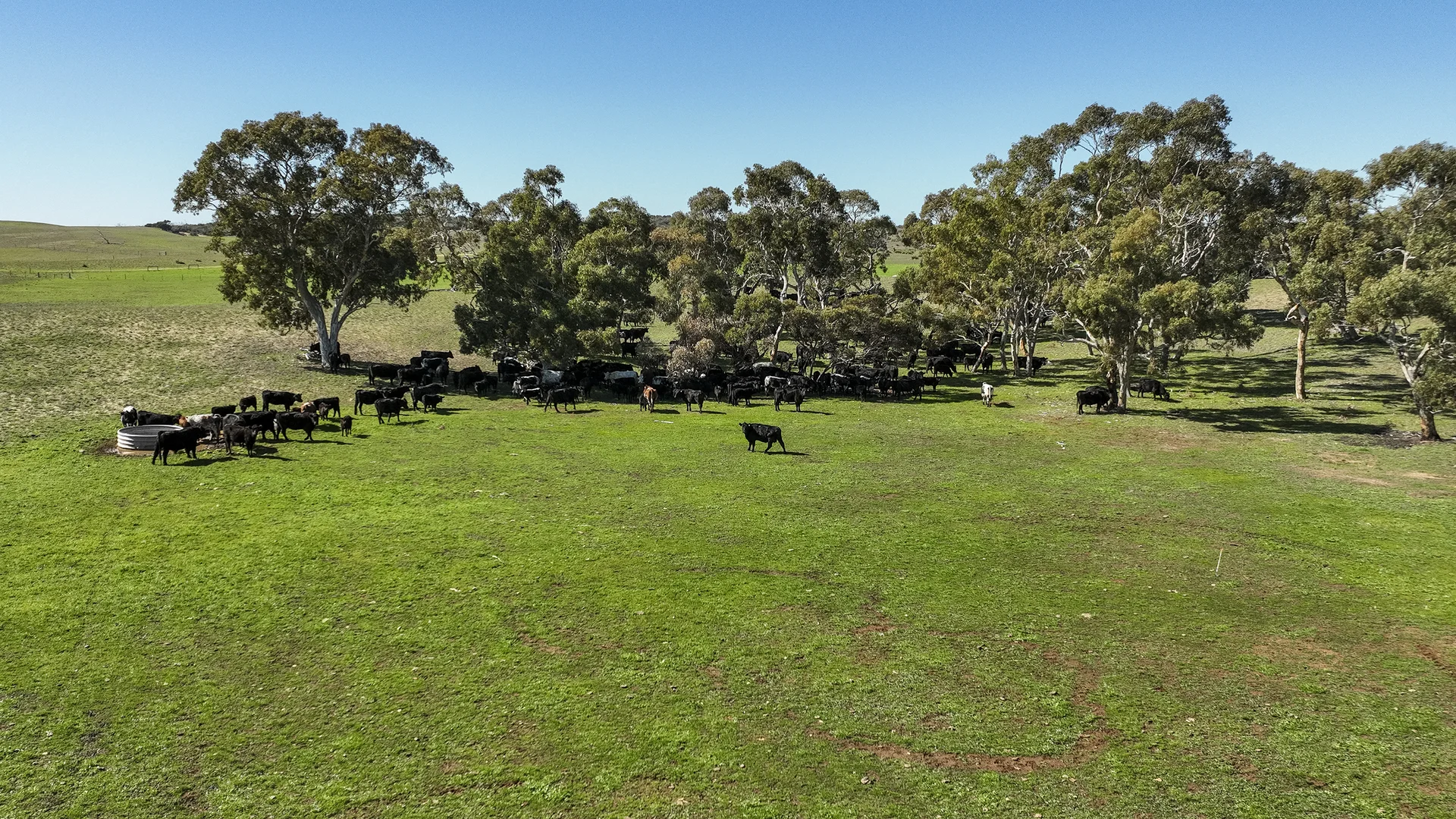 Additional image 2 of 381 & 907 Pascoe Road, Coonalpyn SA 5265