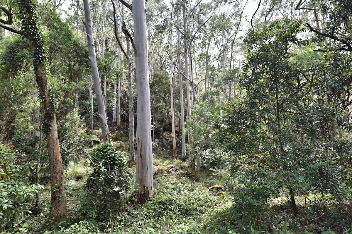 Additional image 8 of 1670 Watagan Creek Road, Watagan NSW 2325