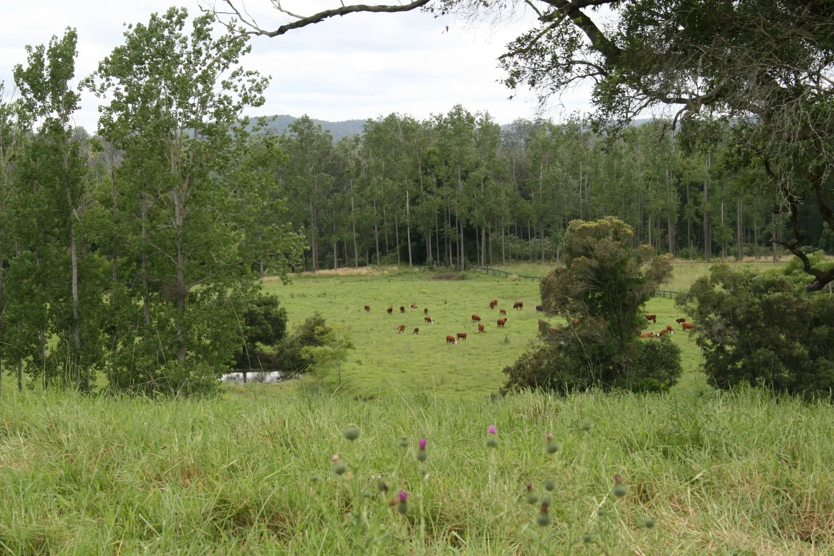 Additional image 23 of 1554 & 1598 Rollands Plains Road, Rollands Plains NSW 2441