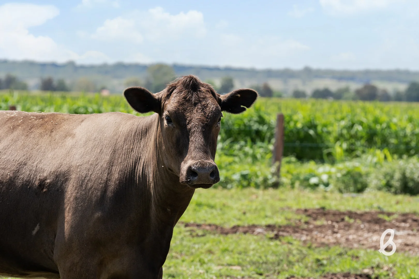 Additional image 76 of 204 Racecourse Lane, Singleton NSW 2330