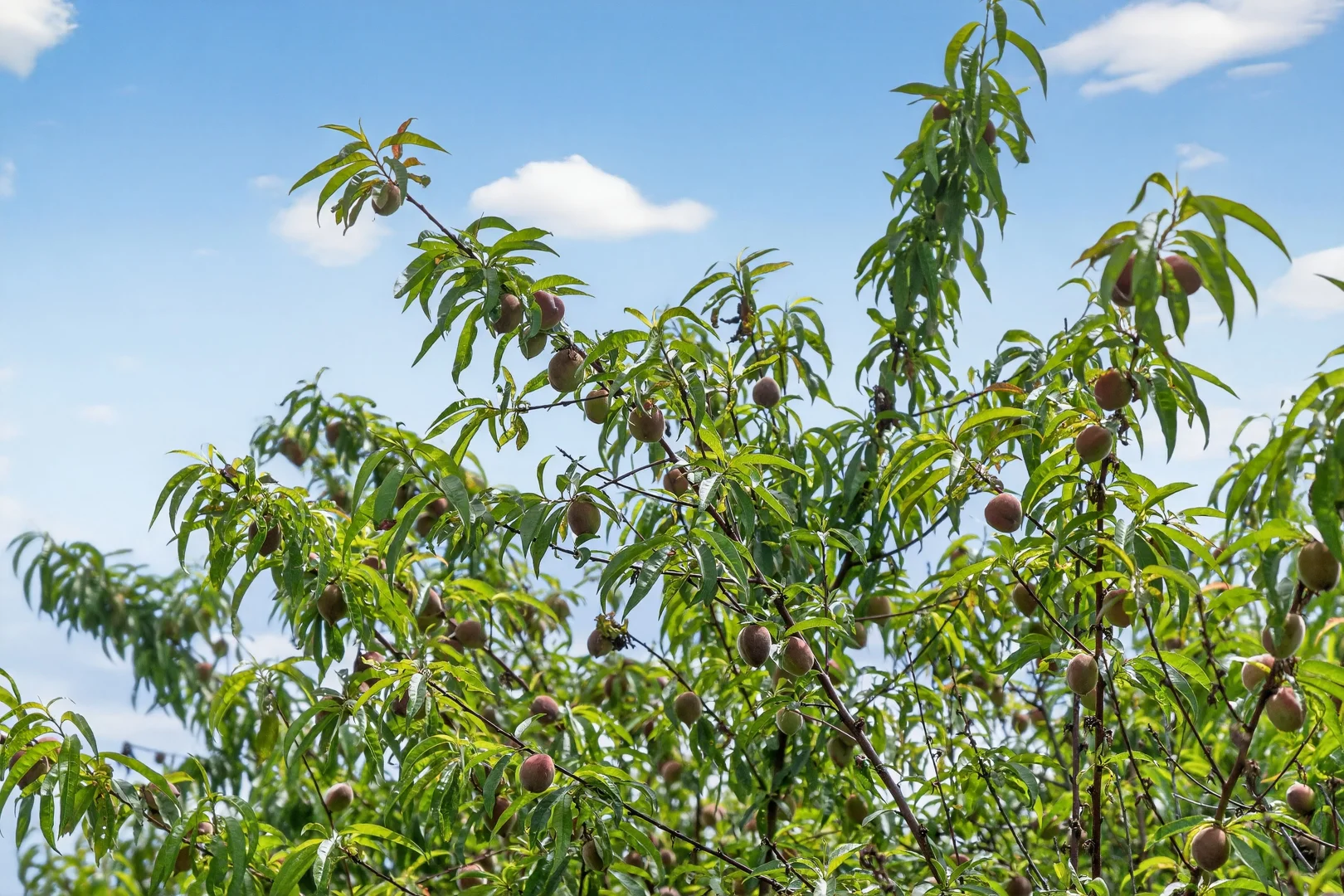 Additional image 31 of 52 Matthew Flinders Drive, Encounter Bay SA 5211