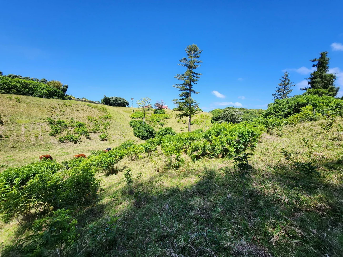 Additional image 6 of 36a10 Ferny Lane, Norfolk Island NSW 2899