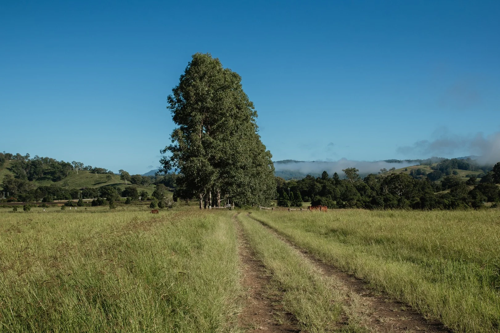 Lynches Creek Road, Wiangaree NSW 2474