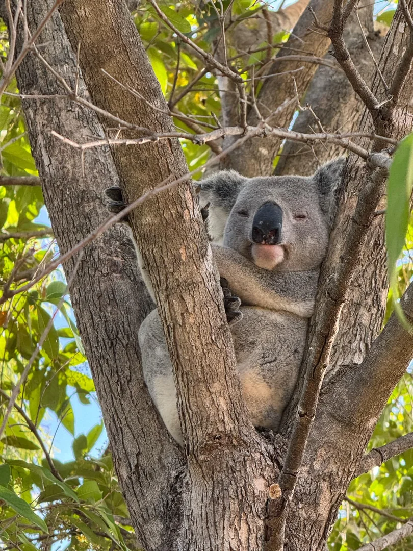 Additional image 31 of 94 Gifford Street, Horseshoe Bay QLD 4819