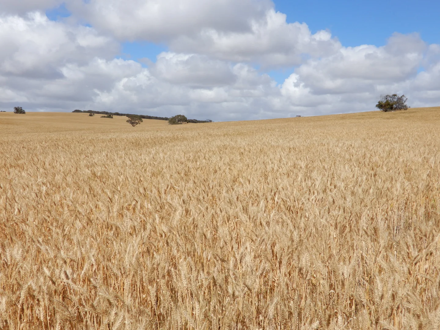 Additional image 9 of 33 Lutze Road, Coonalpyn SA 5265