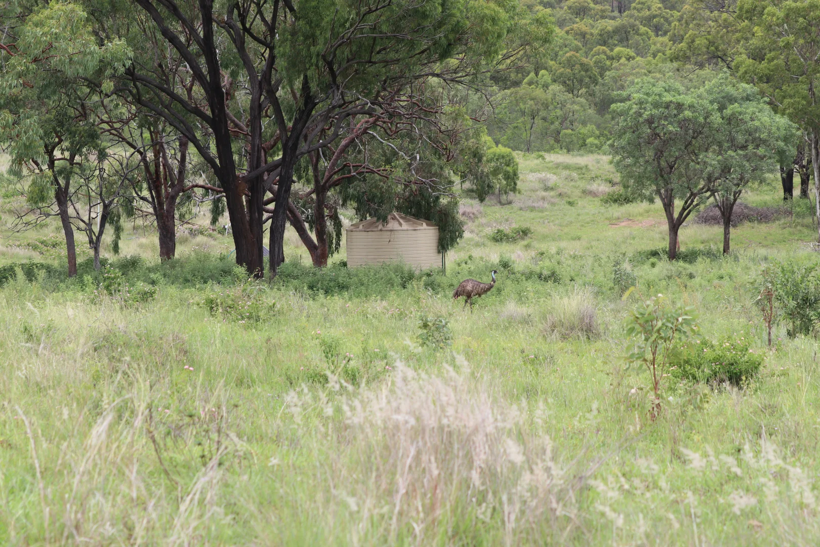 Additional image 14 of 890 Boulder Creek Rd, Boulder Creek QLD 4714