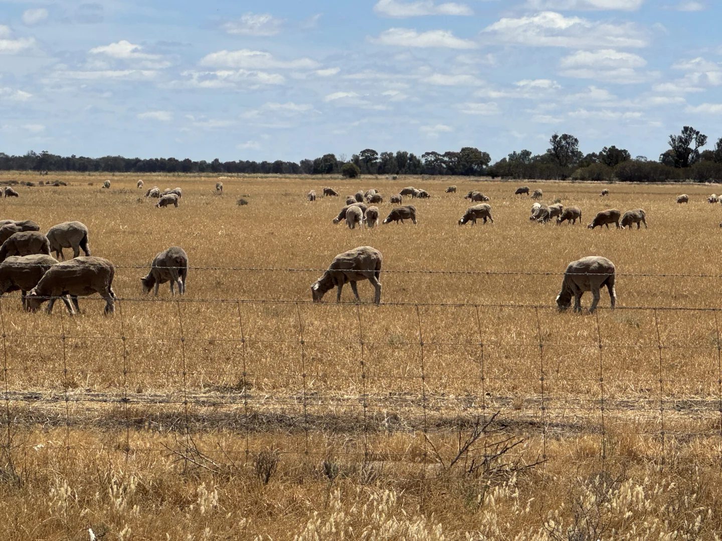 Additional image 32 of 300 Devon Road, Deniliquin NSW 2710