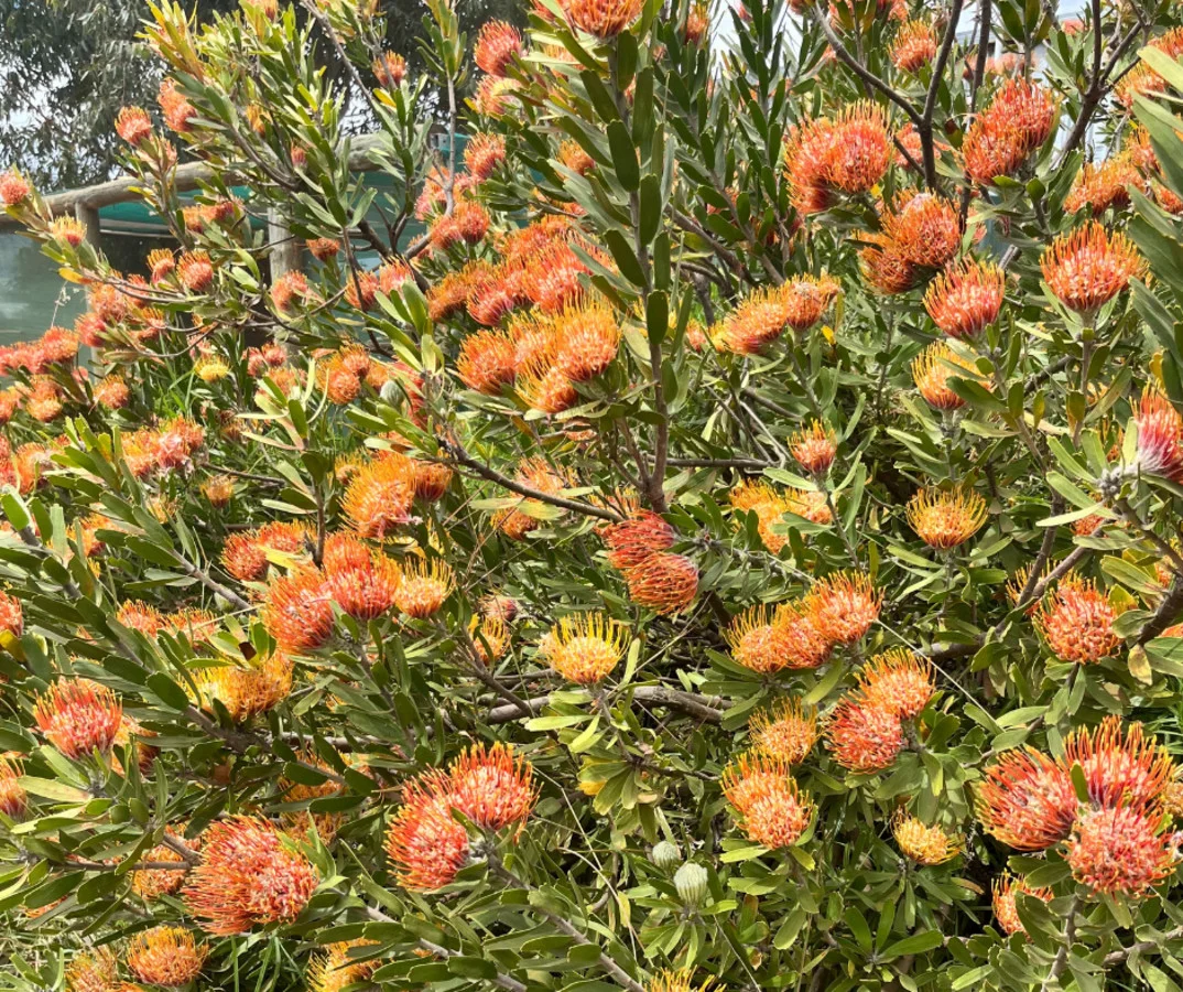 Additional image 11 of 915 Kaloorup Road, Kaloorup WA 6280