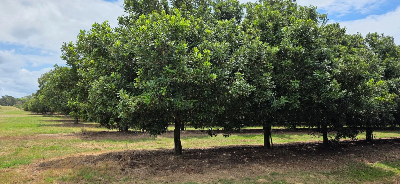 Additional image 6 of Lot 21 Moylans Lane, Empire Vale NSW 2478