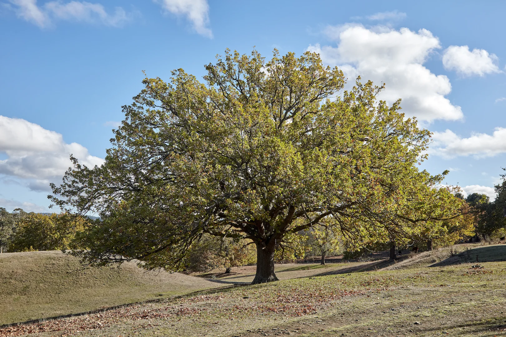 Additional image 4 of 171 Ross Watt Road, Gisborne VIC 3437