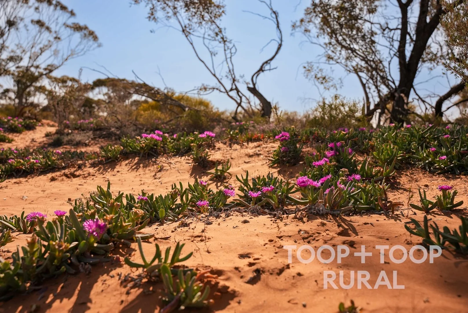 1265 Warnecke Road, Monash SA 5342