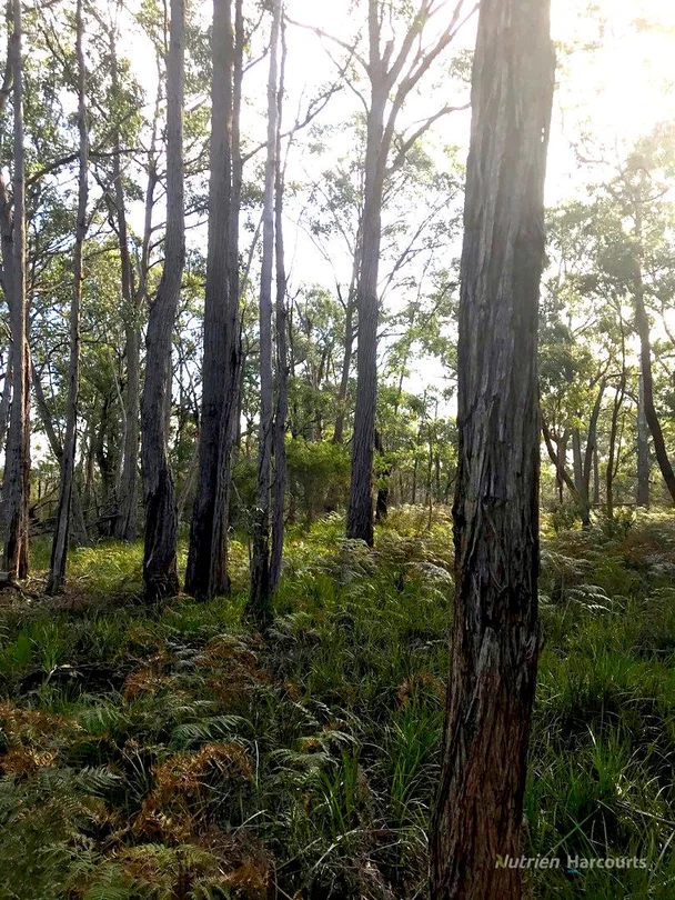 Additional image 14 of . South Gippsland Highway, Woodside VIC 3874