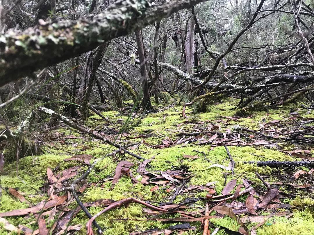 Additional image 13 of . South Gippsland Highway, Woodside VIC 3874