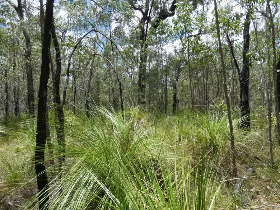 Additional image 9 of 668 Matchbox Road, Deepwater QLD 4674