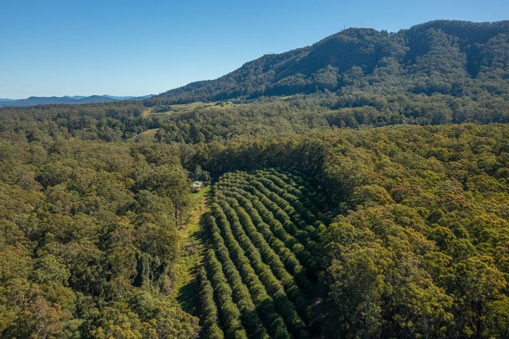 Additional image 22 of 137 Browns Road, Barraganyatti NSW 2441