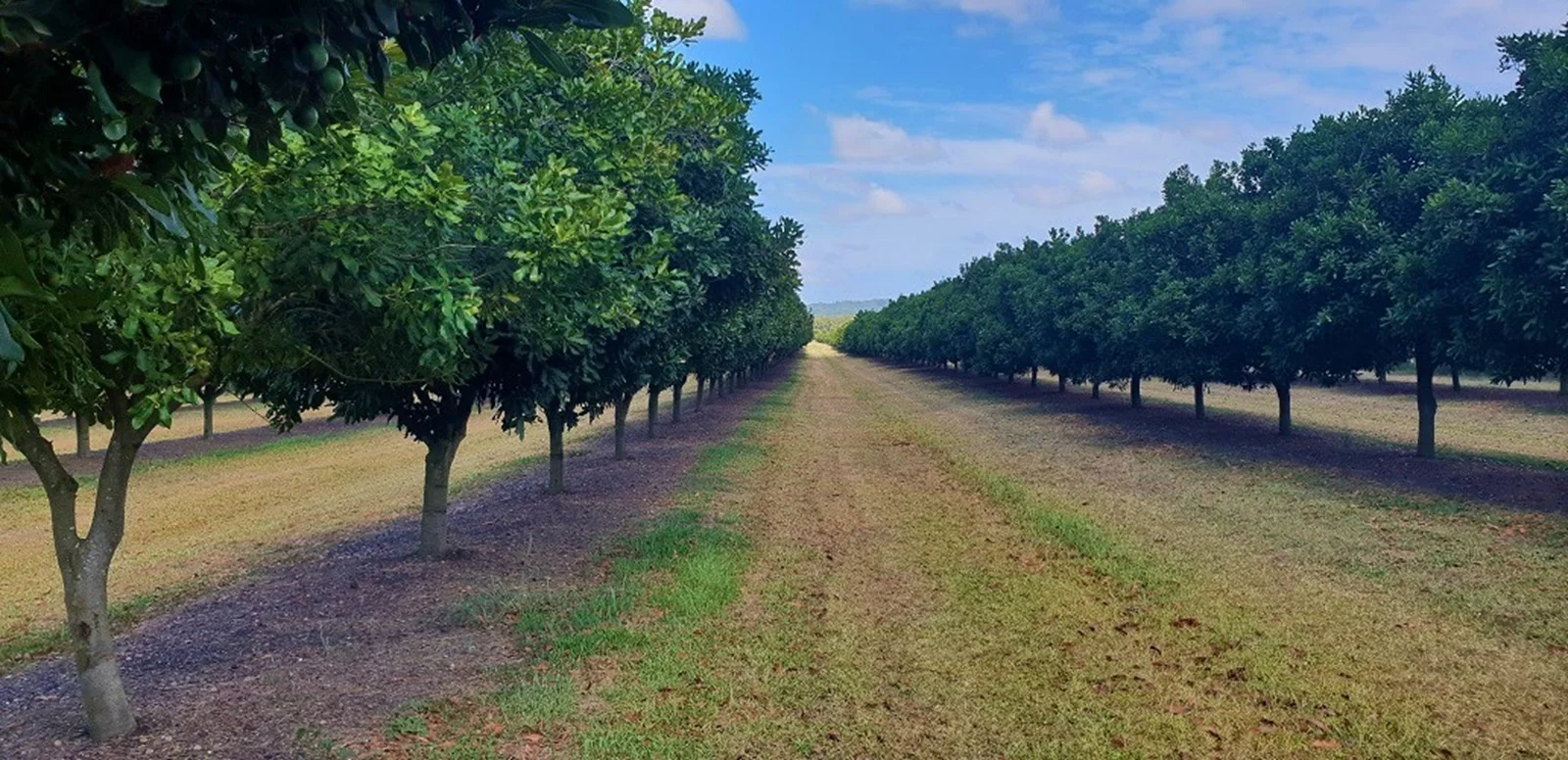 Additional image 8 of Lot 21 Moylans Lane, Empire Vale NSW 2478