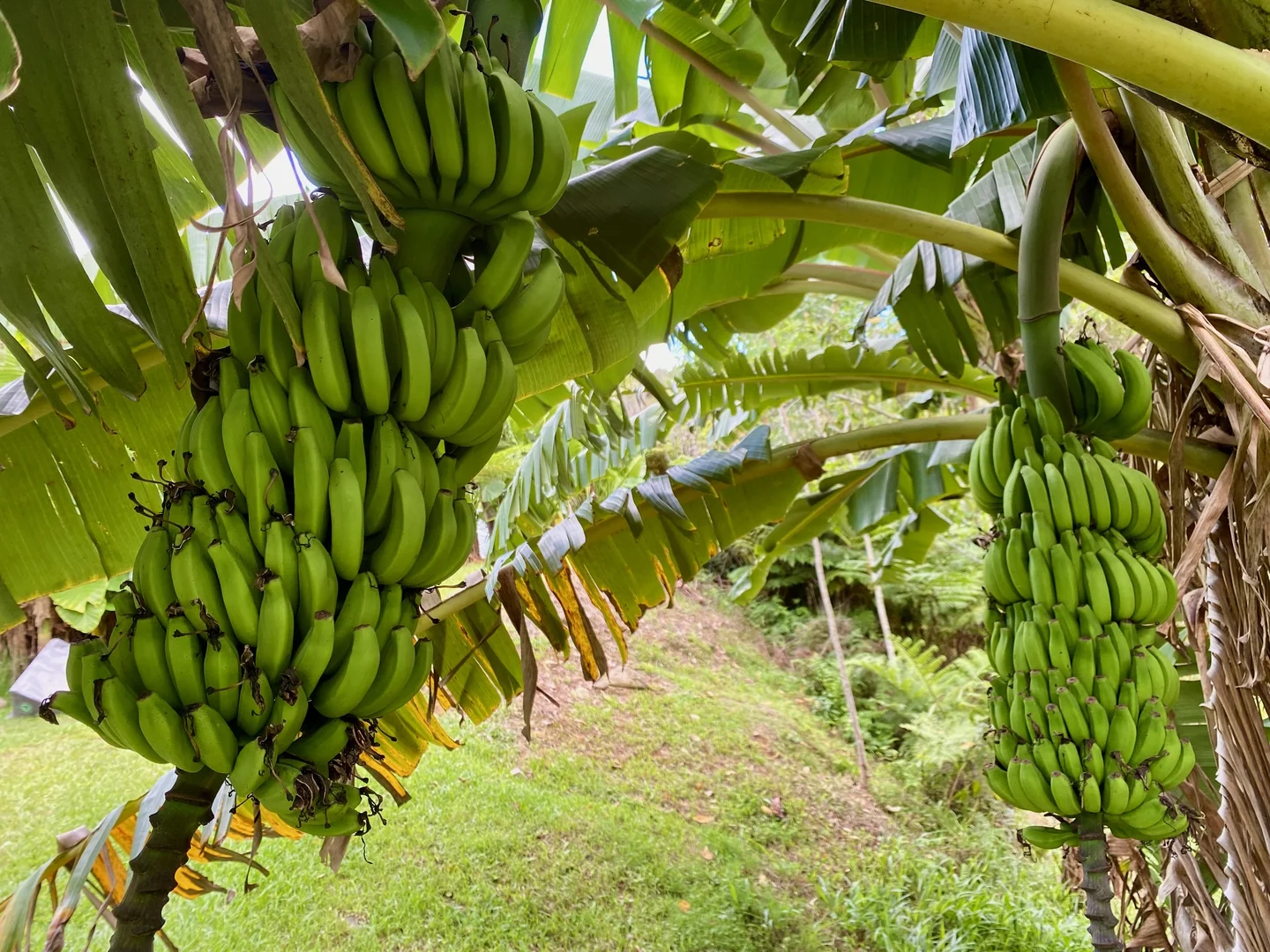 Additional image 20 of 1318 Currumbin Creek Road, Currumbin Valley QLD 4223