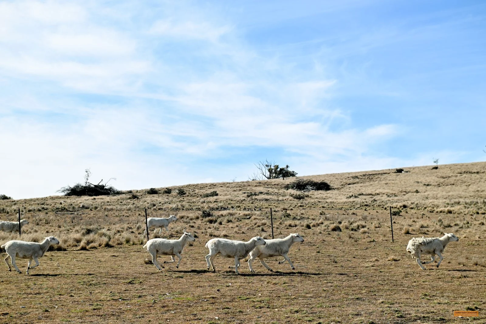 Additional image 5 of "The Top Paddock" Bairds Crossing Road, Dalgety NSW 2628