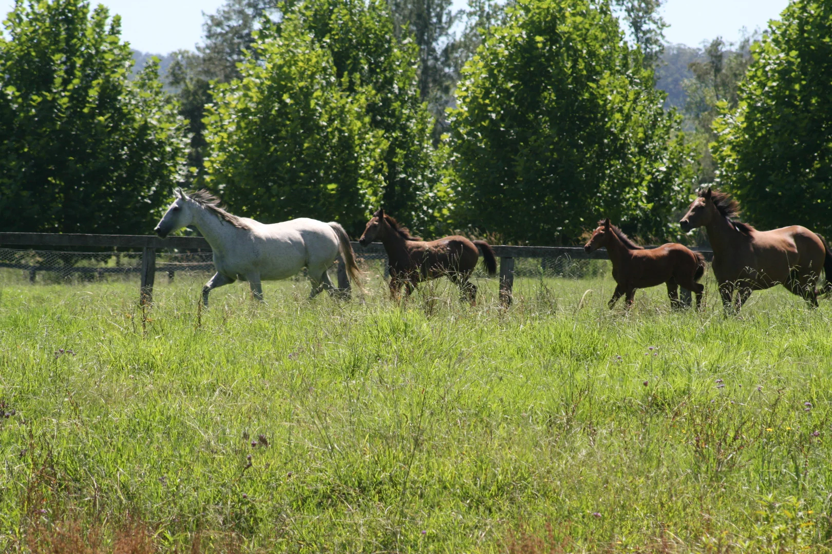 Additional image 15 of 1554 & 1598 Rollands Plains Road, Rollands Plains NSW 2441