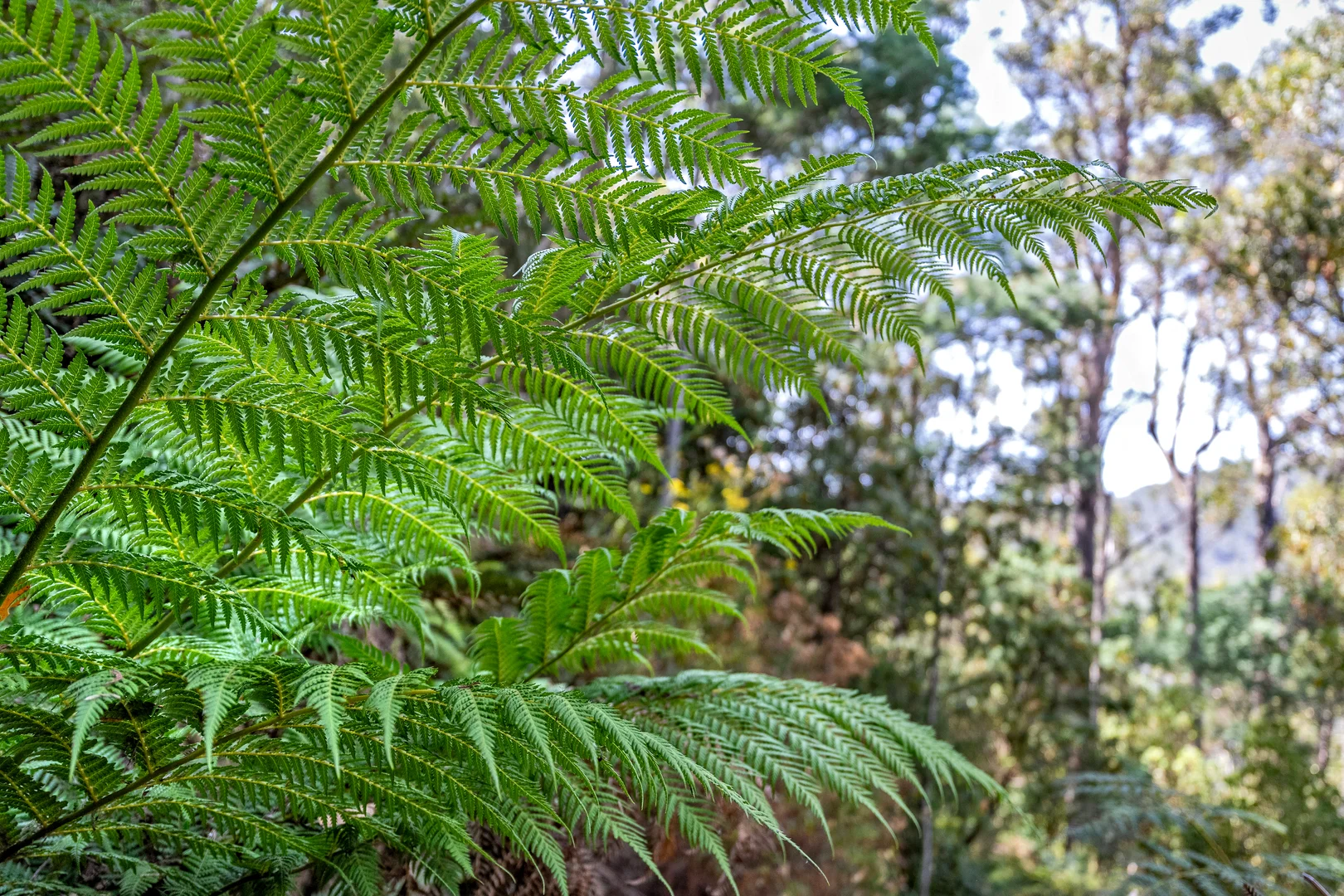 Additional image 34 of 1 Douglas Road, Molesworth TAS 7140