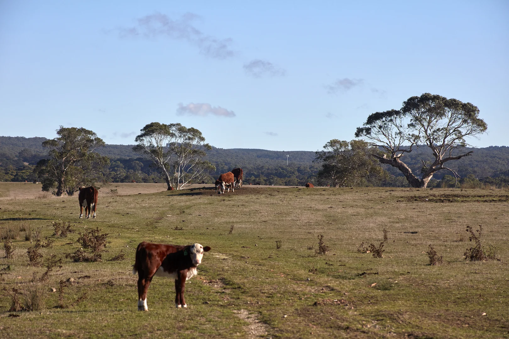 Additional image 13 of 171 Ross Watt Road, Gisborne VIC 3437