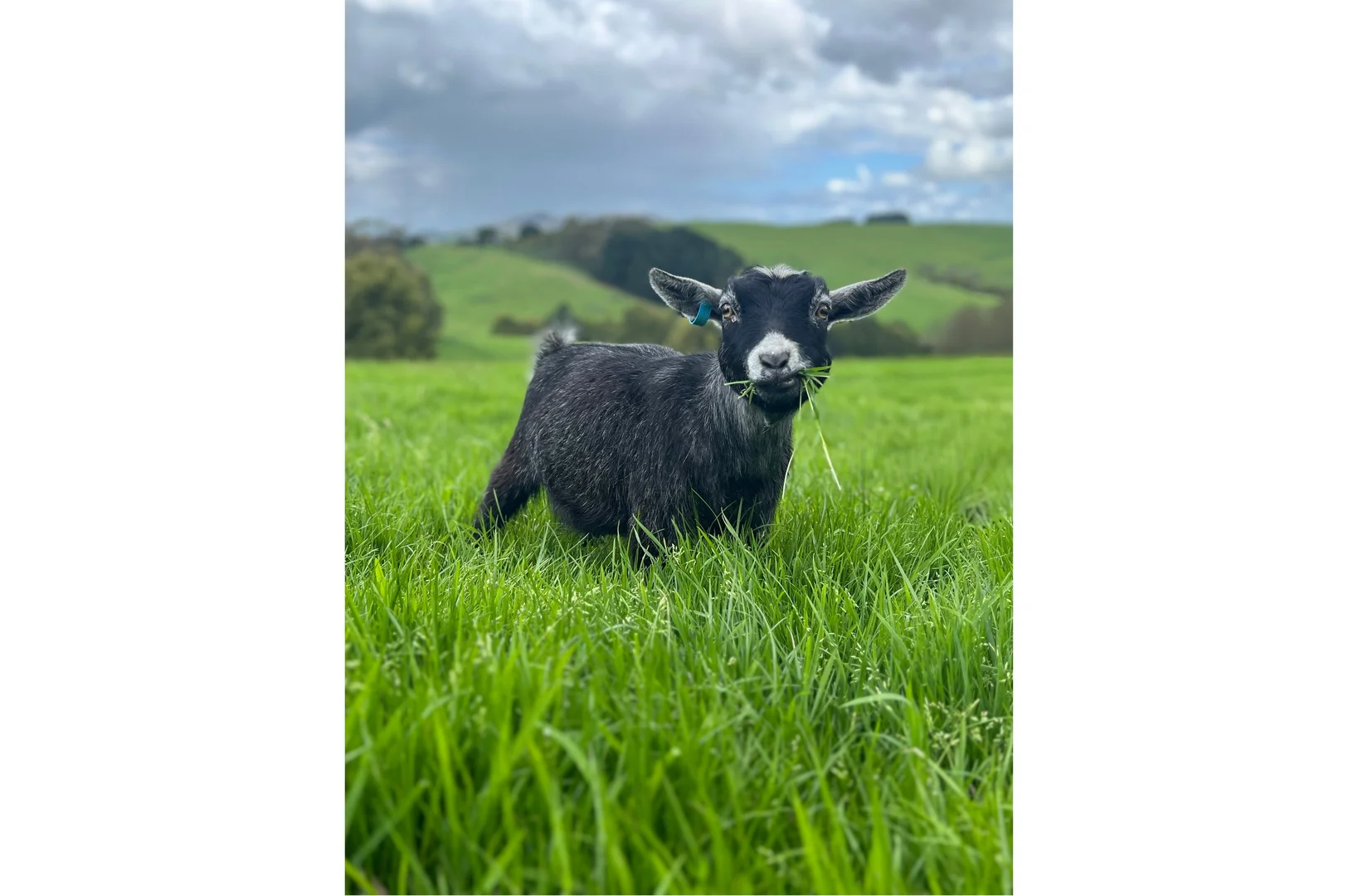 Additional image 26 of Foster VIC 3960