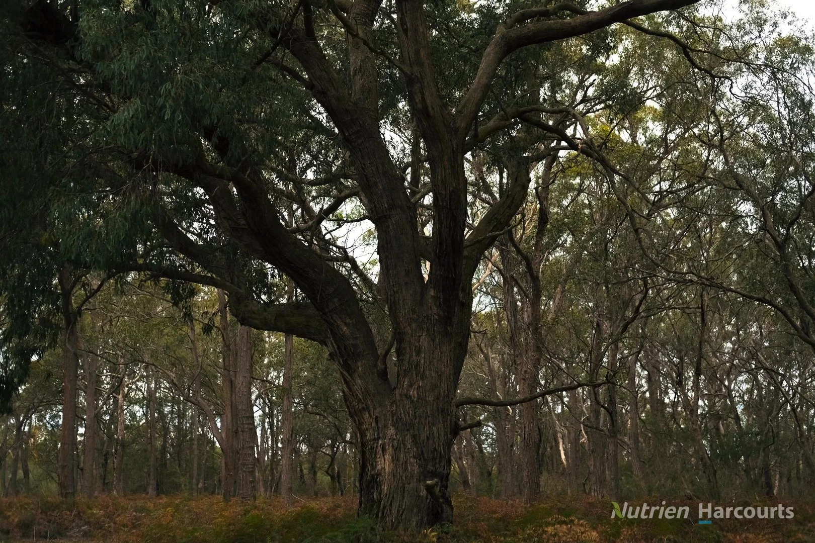 Additional image 15 of . South Gippsland Highway, Woodside VIC 3874