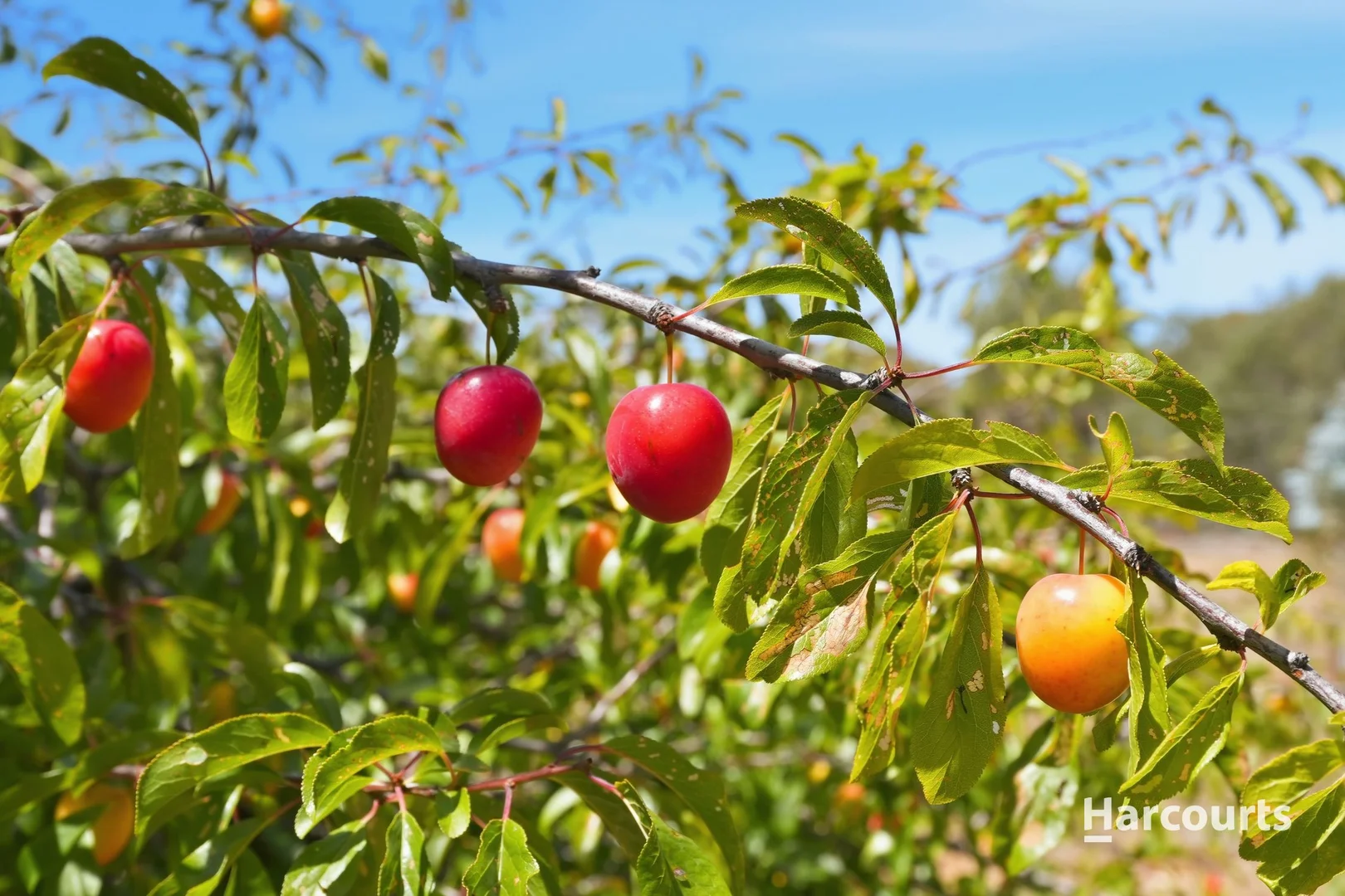 Additional image 30 of 1 Agnes Street, Triabunna TAS 7190