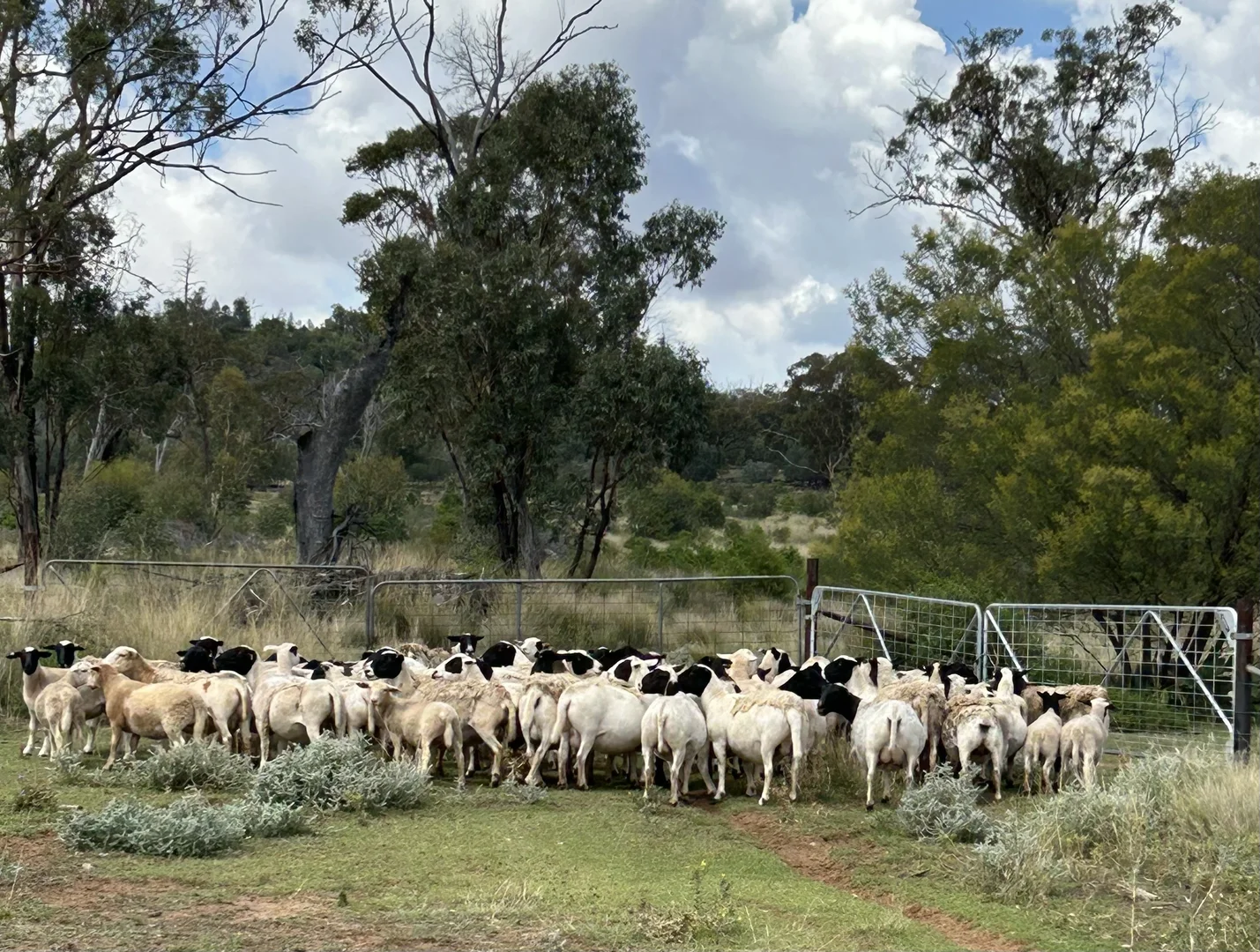 Additional image 25 of 2381. Killarney Gap Road, Narrabri NSW 2390