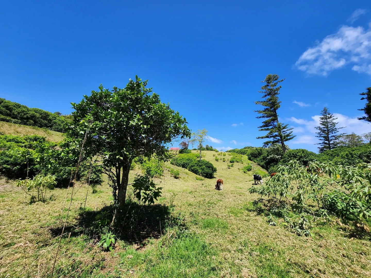 Additional image 7 of 36a10 Ferny Lane, Norfolk Island NSW 2899