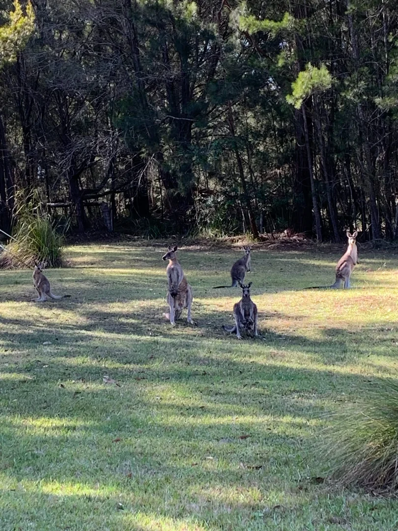 Additional image 34 of 1249 Congo Road, Moruya NSW 2537