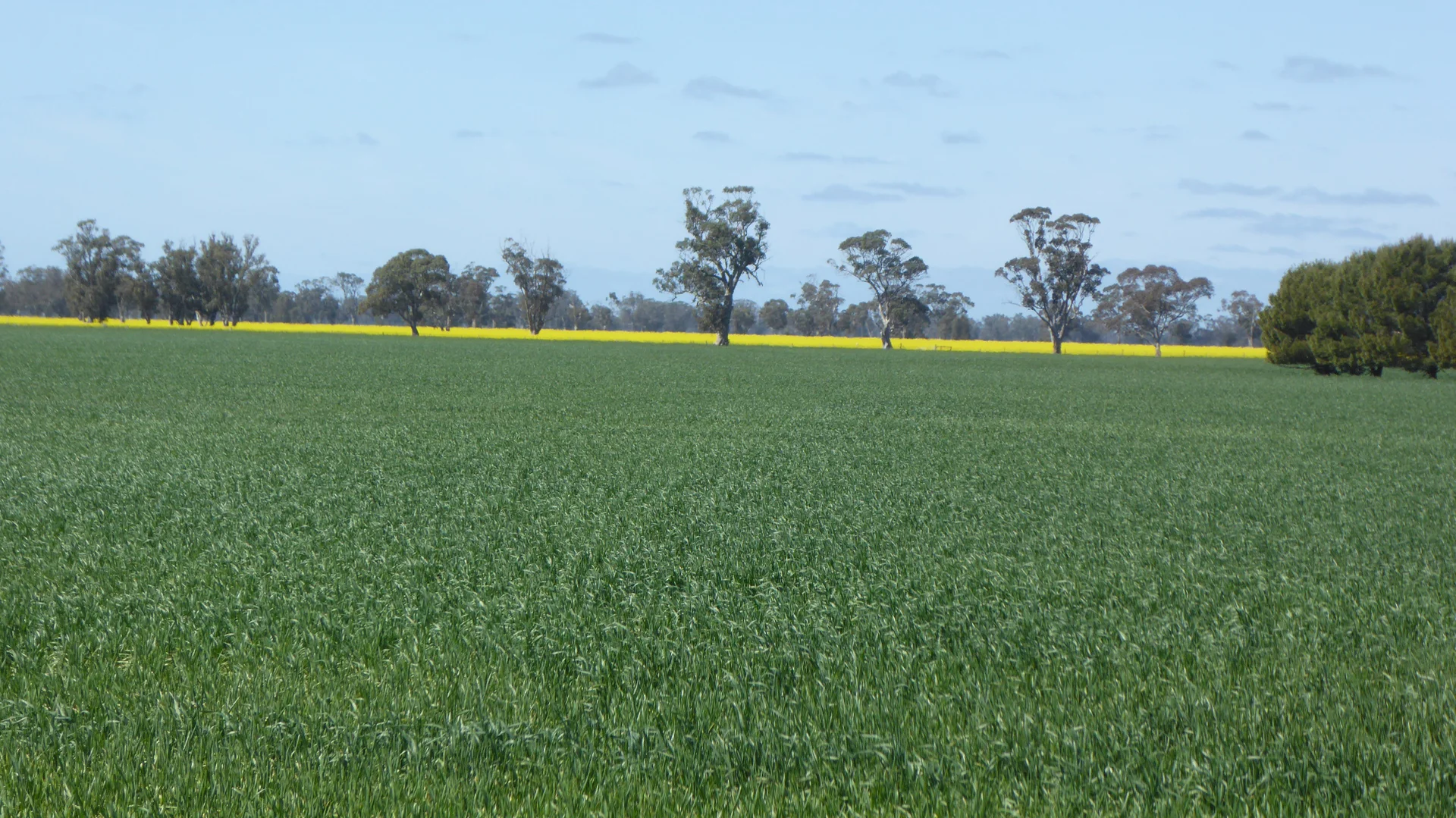 Additional image 10 of 139 Packer Road, Bordertown South SA 5268