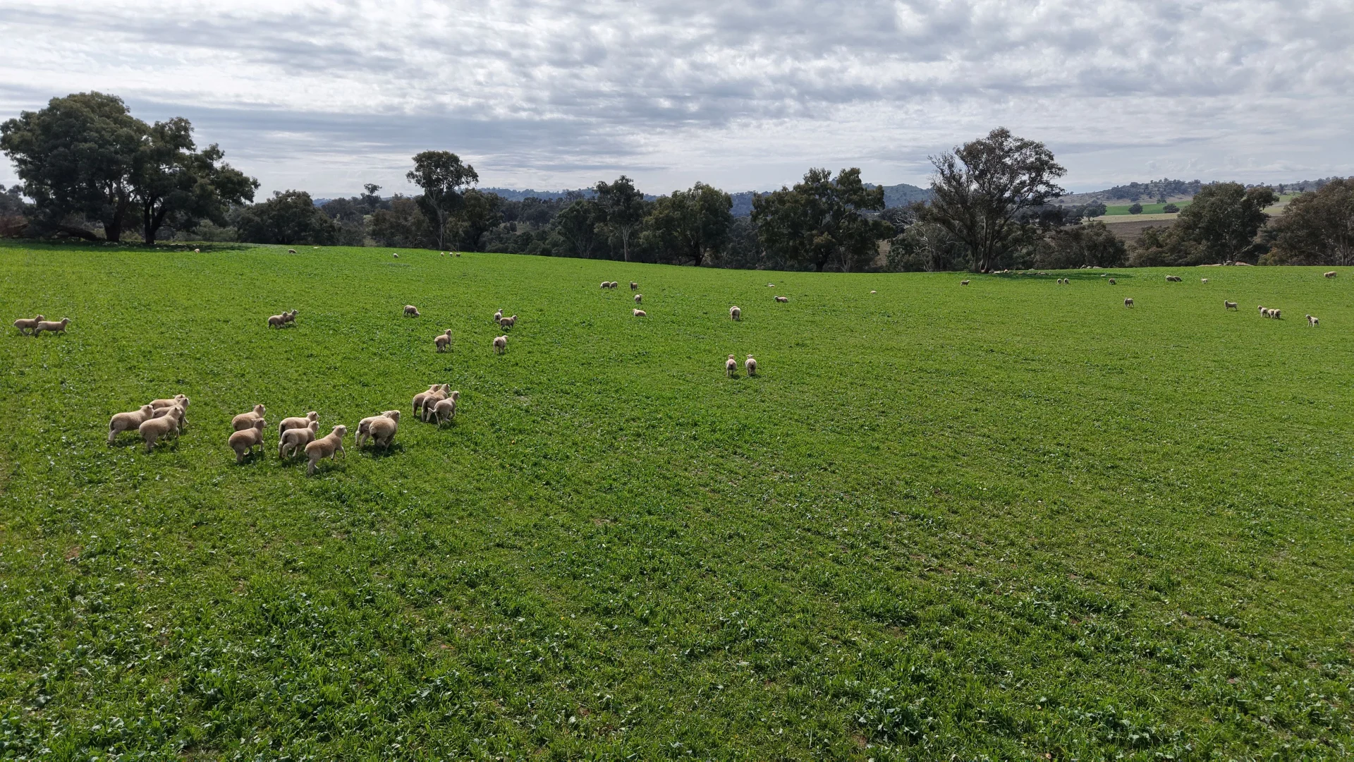 Additional image 5 of Dicksons, 0 Bennett Springs Road, Cowra NSW 2794