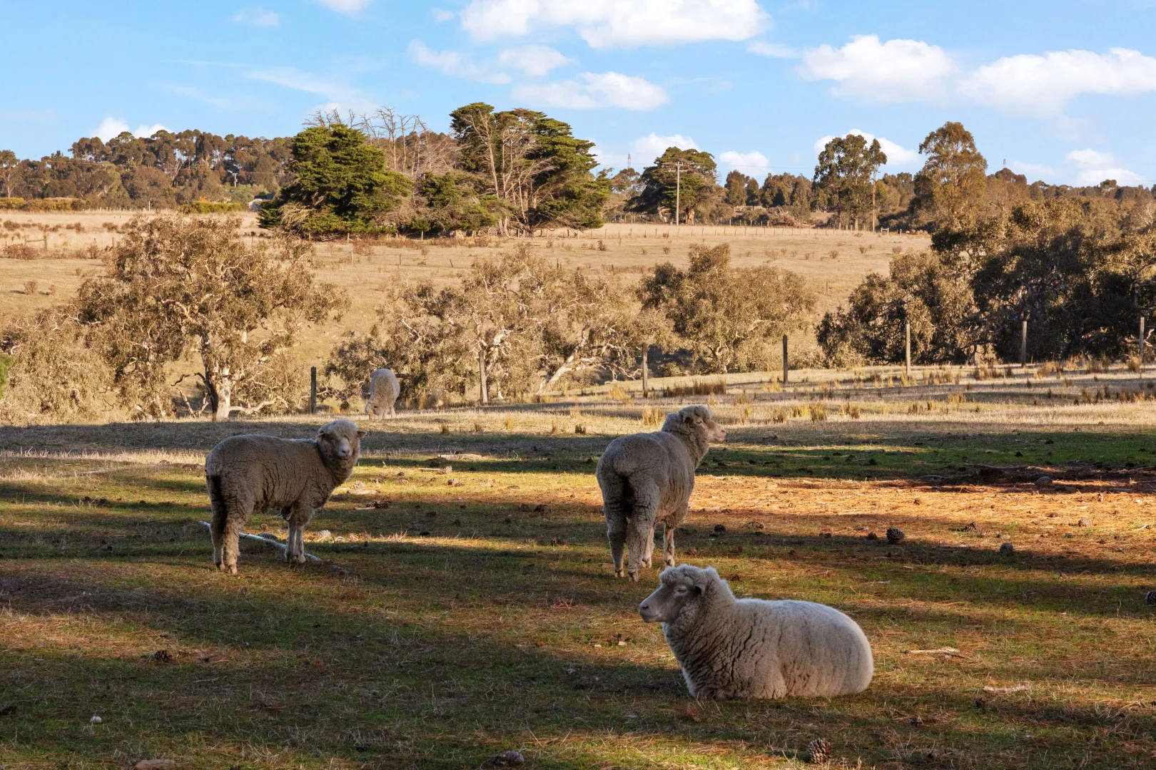 Additional image 48 of 136 Darlington-Carranballac Road, Darlington VIC 3271
