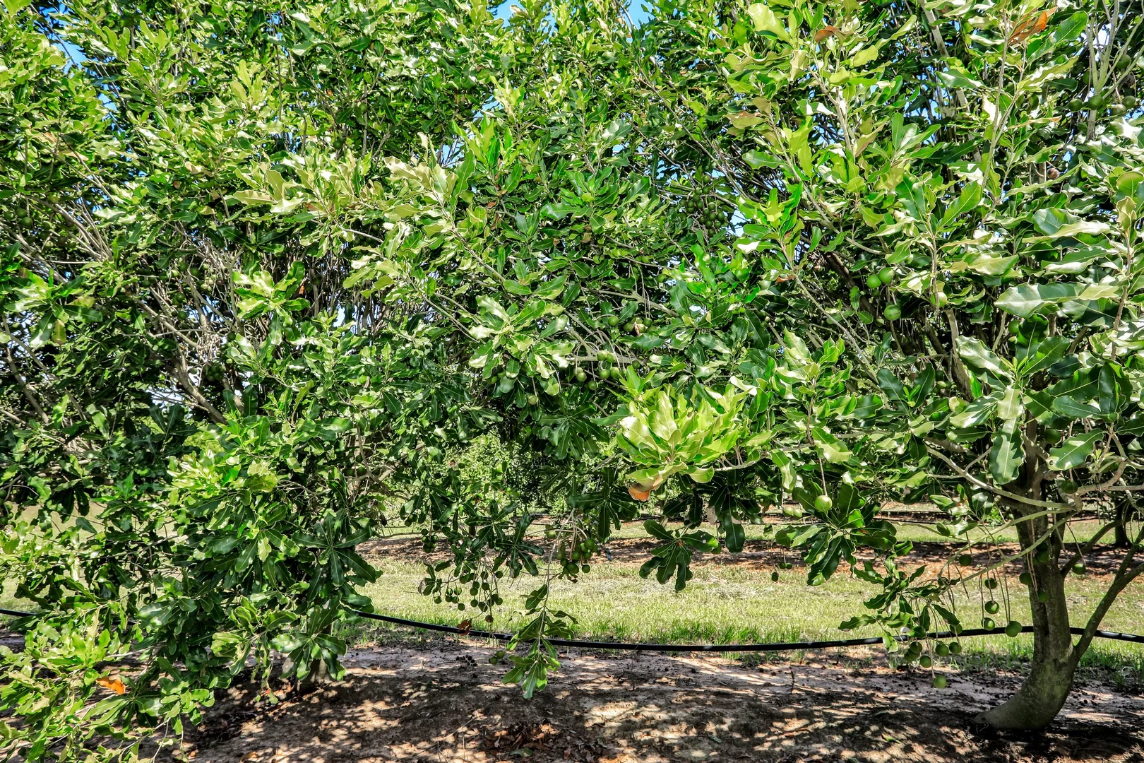 Additional image 16 of 195 Pashleys Road, Welcome Creek QLD 4670