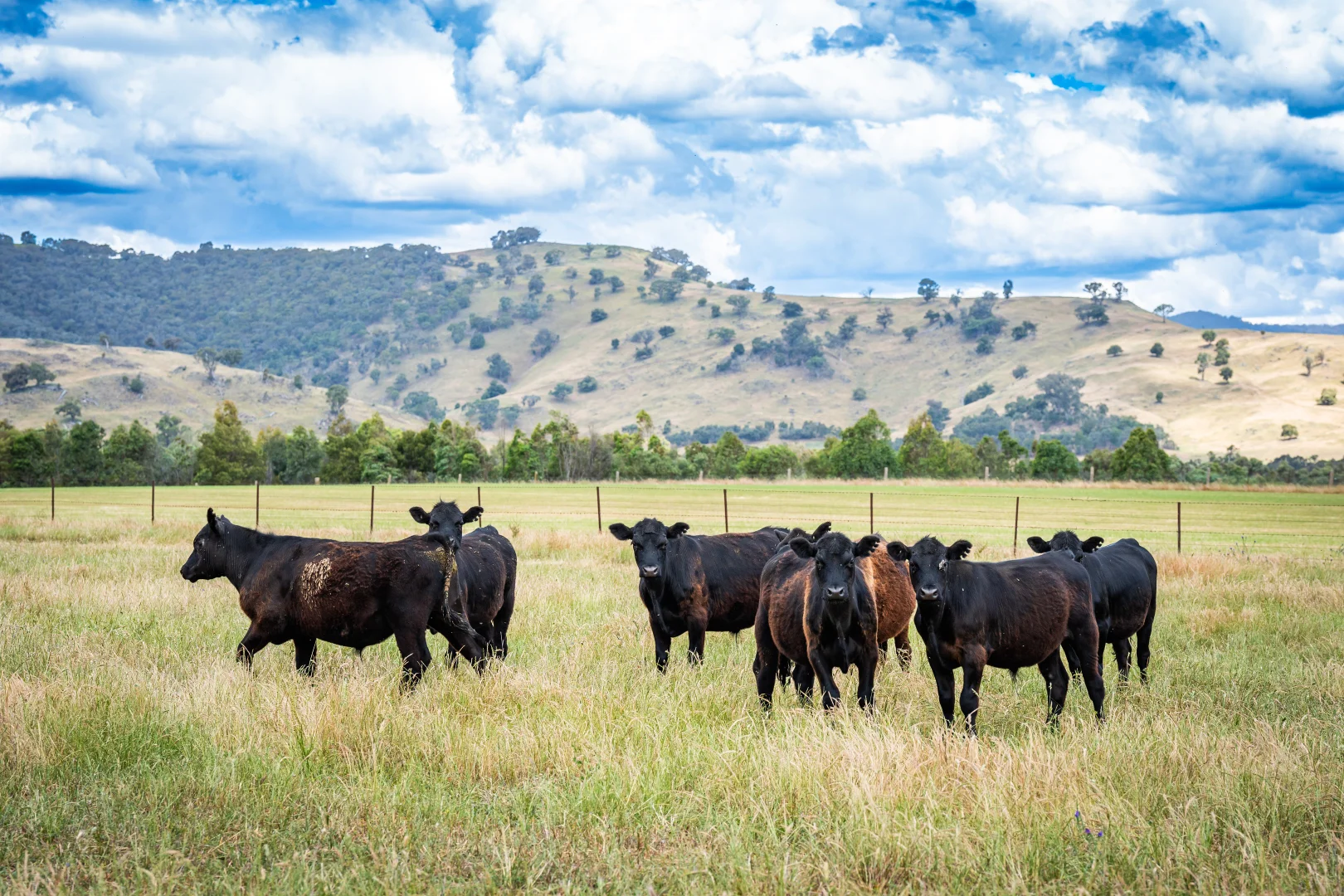 Additional image 14 of 4118 Murray River Road, Thologolong VIC 3691
