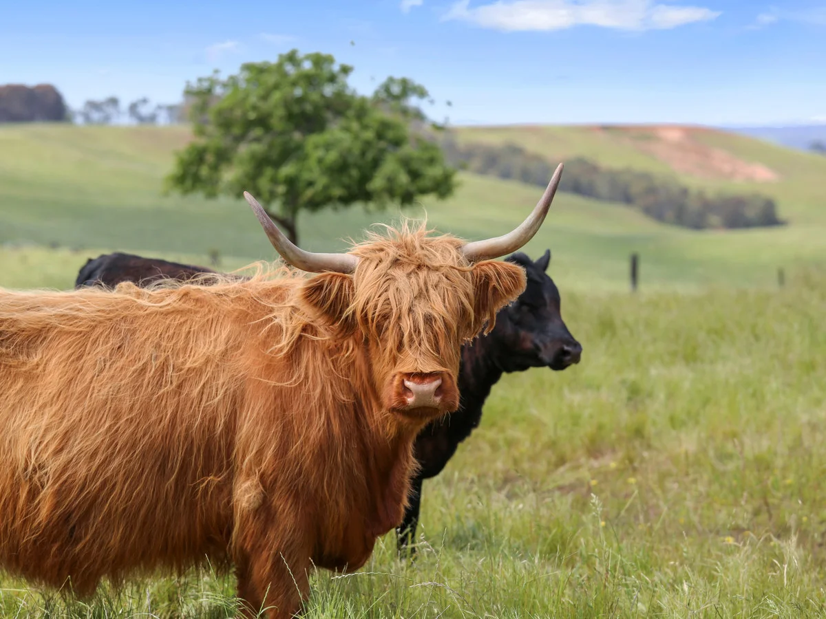 Additional image 43 of 64 Ford Luers Road, Casterton VIC 3311