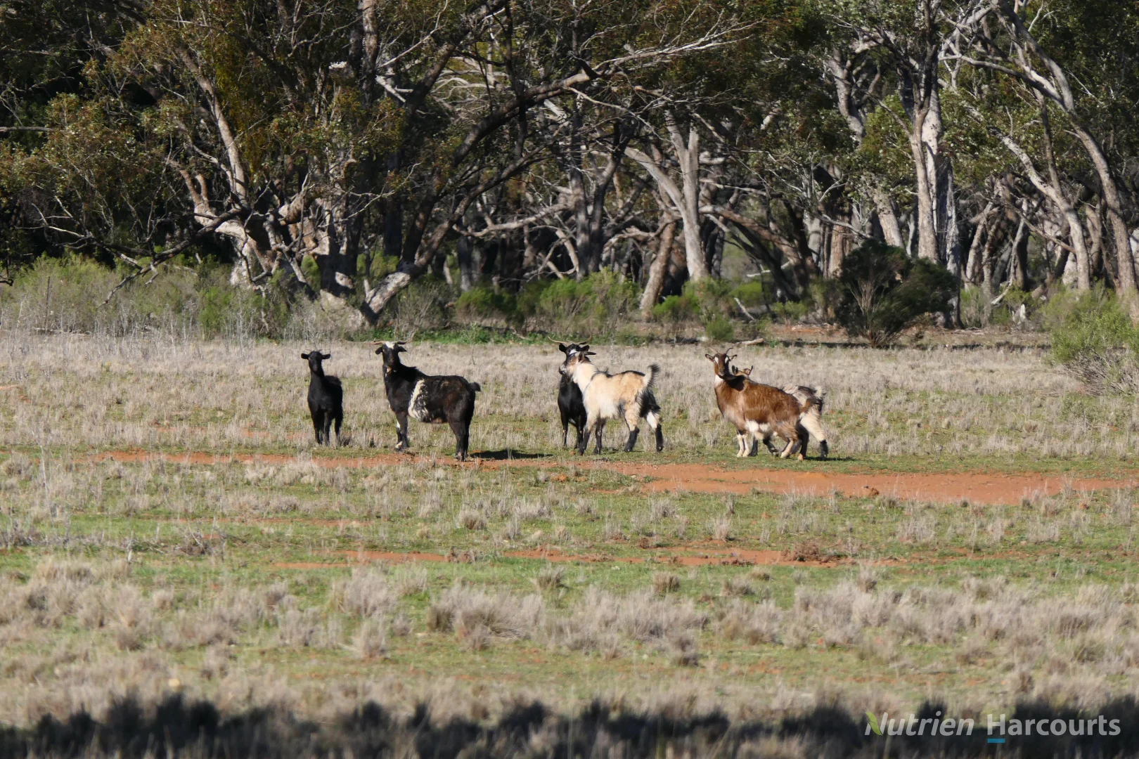 Additional image 13 of * YARRANVALE, Nymagee NSW 2831