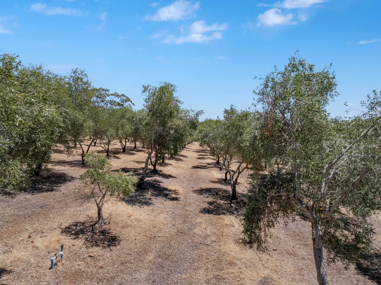 Additional image 36 of 134 Farrell Flat Road, Clare SA 5453