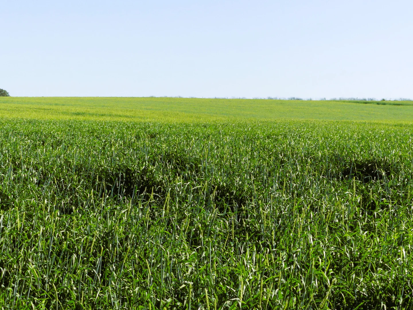 Additional image 39 of 'The Overflow' 102 Crighton Road, Biddeston QLD 4401