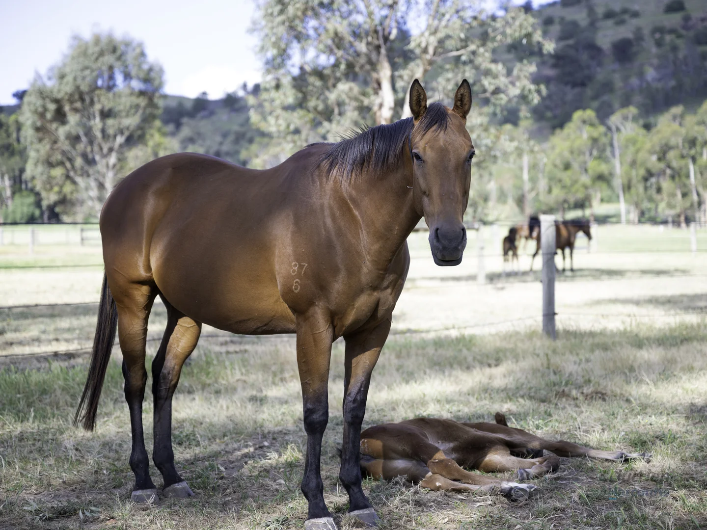 Additional image 29 of 778 Sheans Creek Road, Euroa VIC 3666
