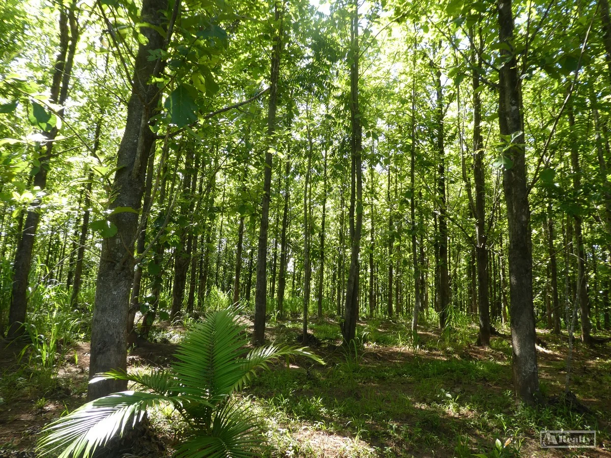 Additional image 6 of L 18 Camarlinghi Road, Daradgee QLD 4860