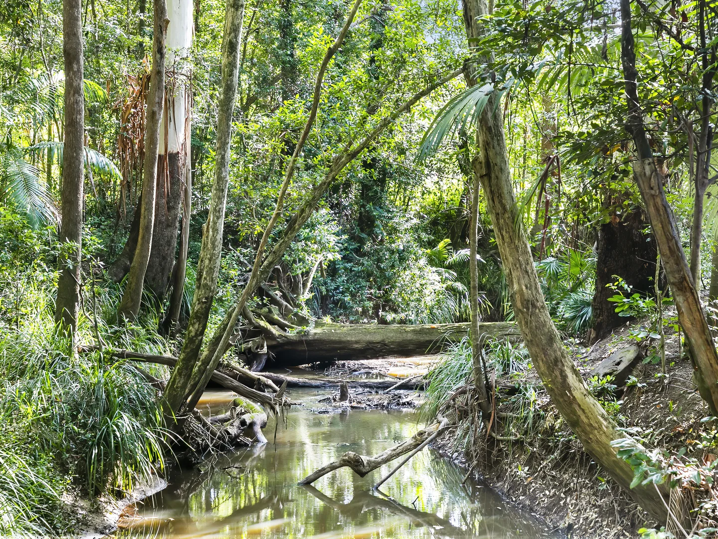 Additional image 30 of 824 Eumundi Noosa Road, Doonan QLD 4562