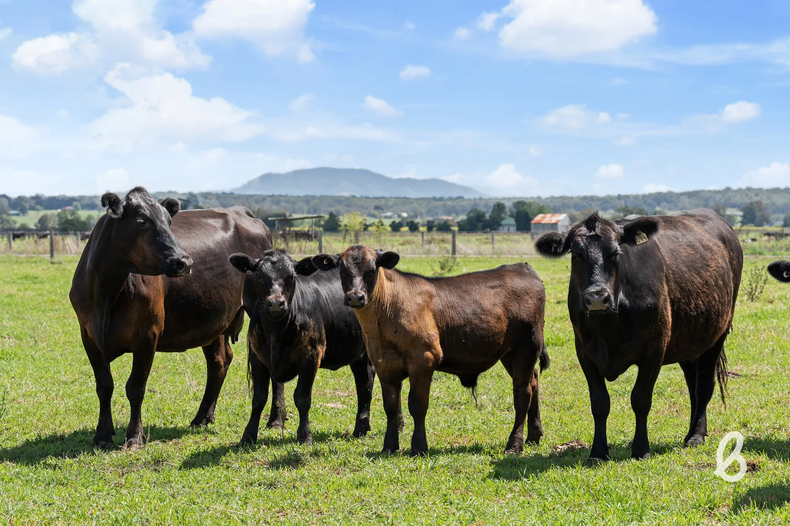 Additional image 6 of 204 Racecourse Lane, Singleton NSW 2330