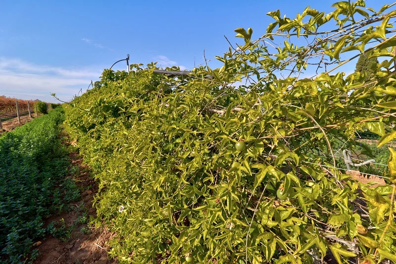 Additional image 6 of 232 Arnold Coats Road, Cobdogla SA 5346