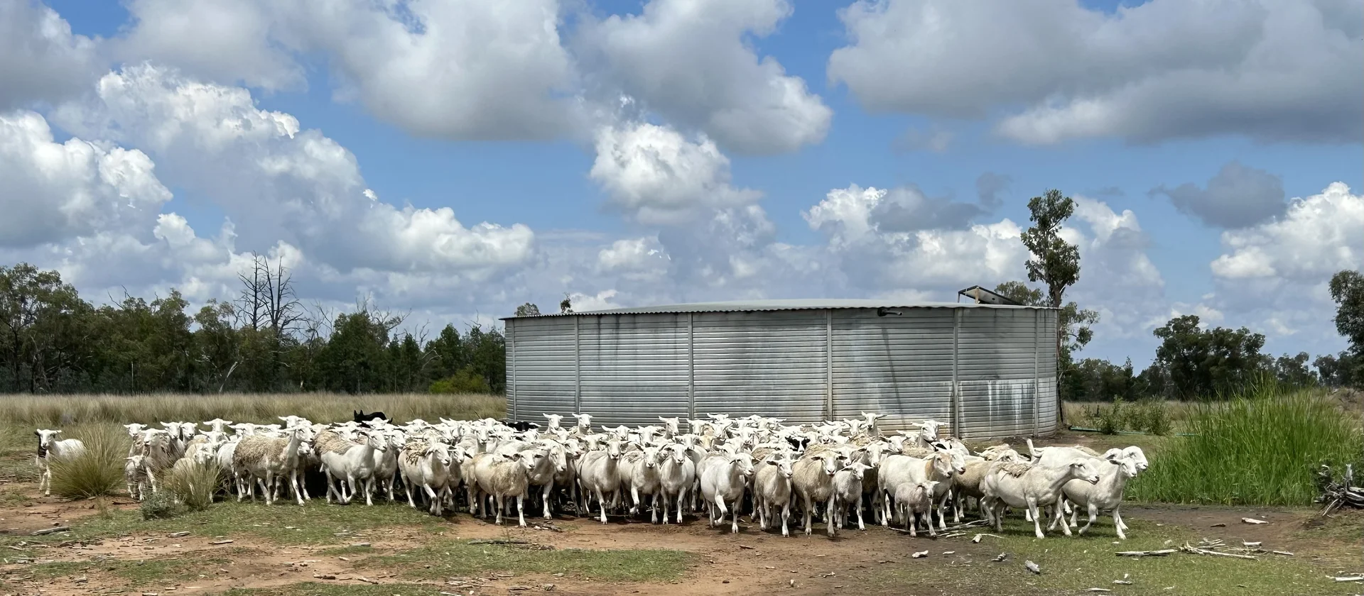 Additional image 11 of 2381. Killarney Gap Road, Narrabri NSW 2390